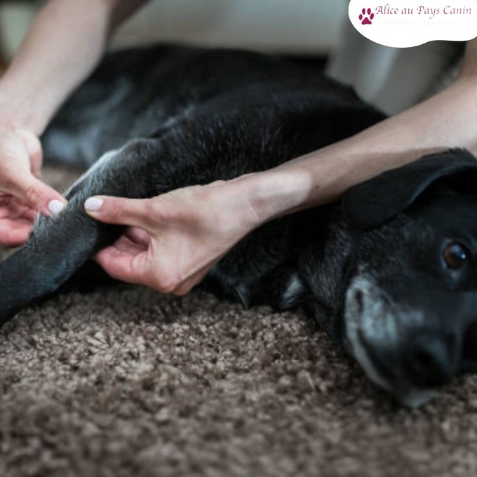 Massage pour chien dans le Calvados
