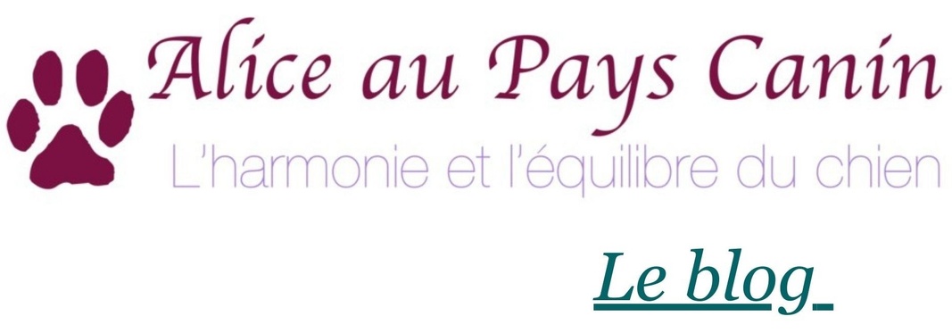 Le blog d'Alice au Pays Canin