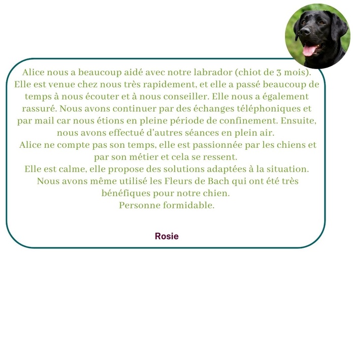Ils témoignent sur leur expérience avec Alice au Pays Canin