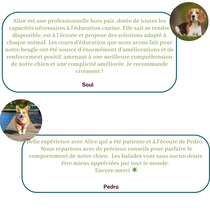 Ils témoignent sur leur expérience avec Alice au Pays Canin