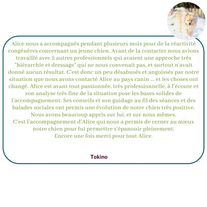 Ils témoignent sur leur expérience avec Alice au Pays Canin