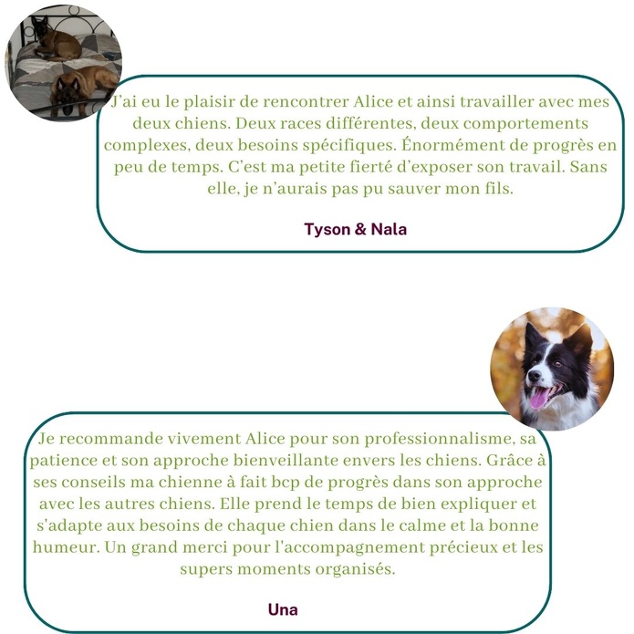 Ils témoignent sur leur expérience avec Alice au Pays Canin