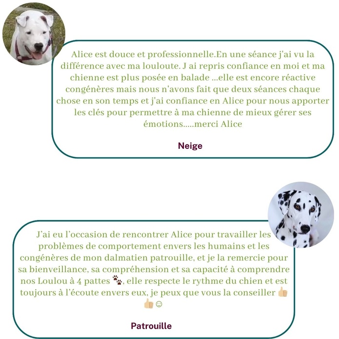 Ils témoignent sur leur expérience avec Alice au Pays Canin