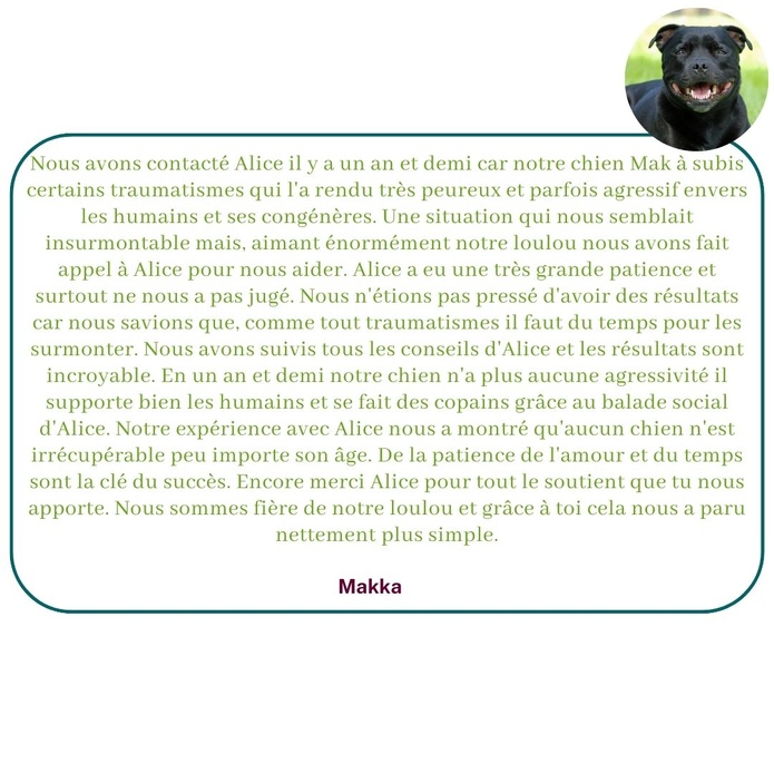 Ils témoignent sur leur expérience avec Alice au Pays Canin
