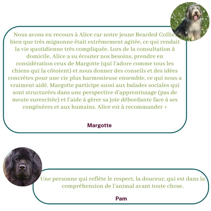 Ils témoignent sur leur expérience avec Alice au Pays Canin