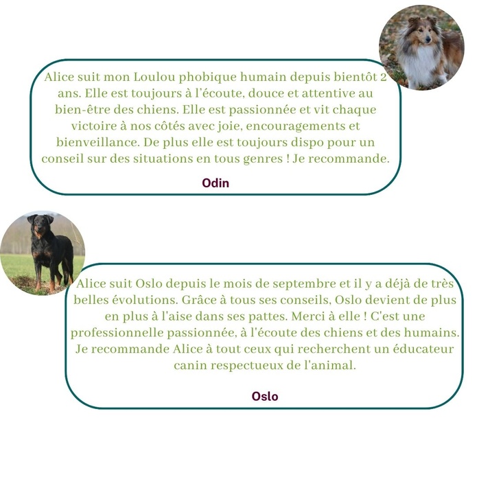 Ils témoignent sur leur expérience avec Alice au Pays Canin