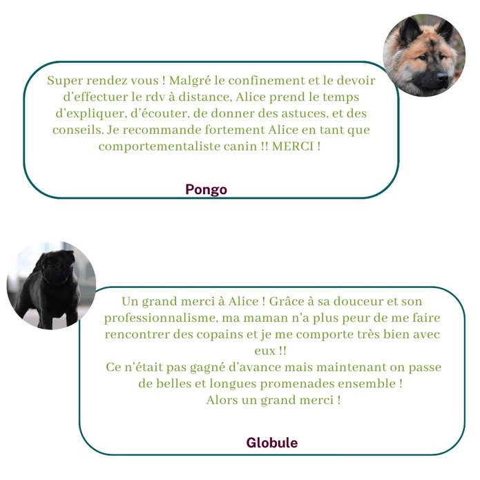 Ils témoignent sur leur expérience avec Alice au Pays Canin