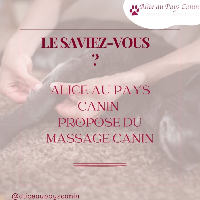 Le massage canin : un accompagnement au bien-être 