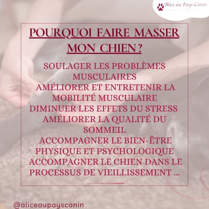 Le massage canin : un accompagnement au bien-être 