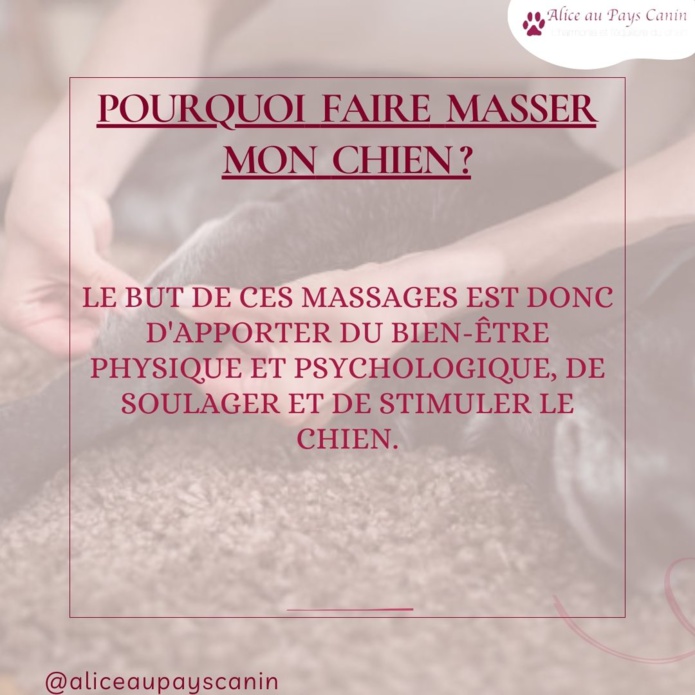 Le massage canin : un accompagnement au bien-être 