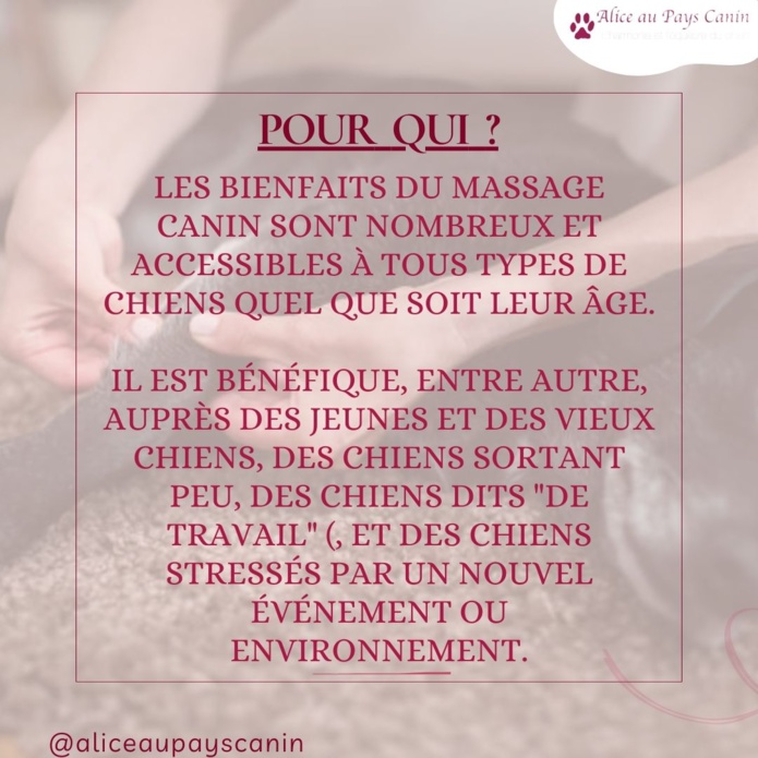 Le massage canin : un accompagnement au bien-être 