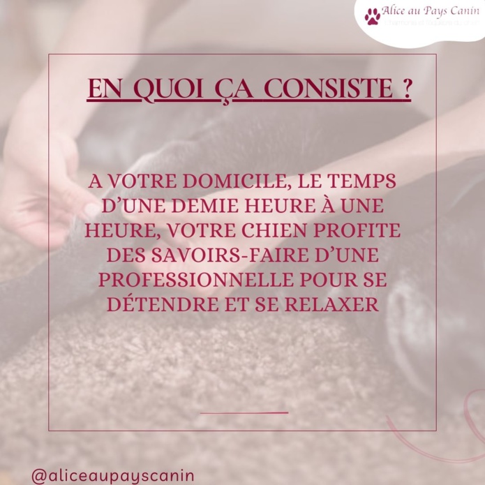 Le massage canin : un accompagnement au bien-être 