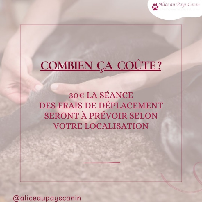 Le massage canin : un accompagnement au bien-être 