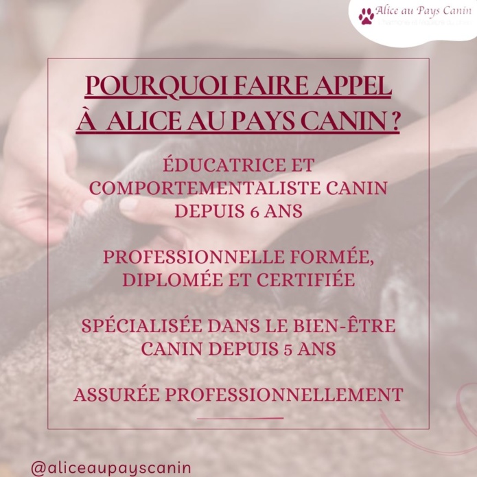 Le massage canin : un accompagnement au bien-être 