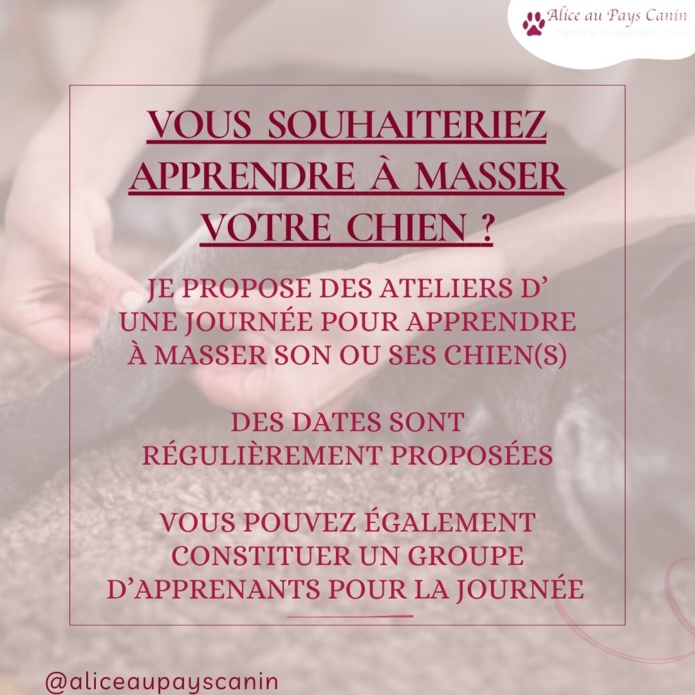 Le massage canin : un accompagnement au bien-être 