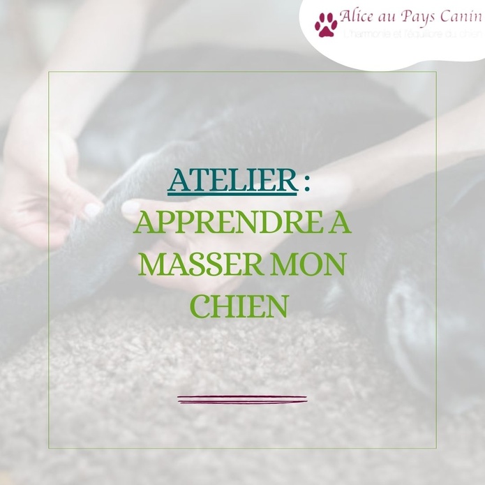 Atelier: apprendre à masser mon chien