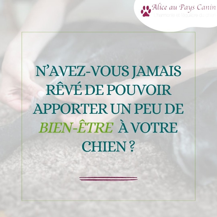 Atelier: apprendre à masser mon chien