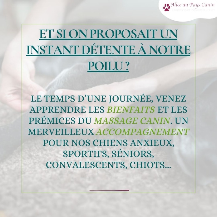 Atelier: apprendre à masser mon chien