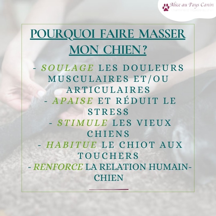 Atelier: apprendre à masser mon chien