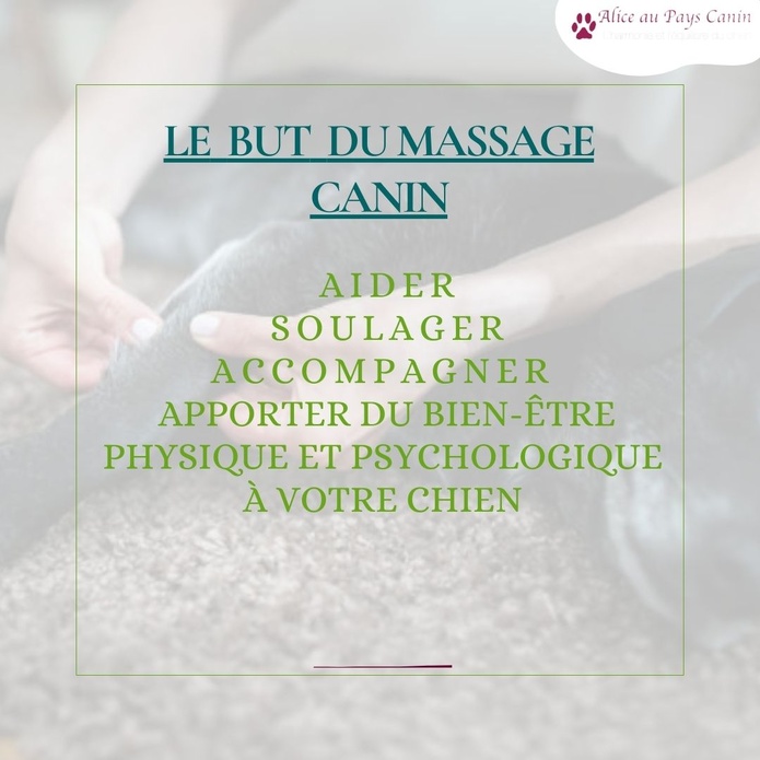 Atelier: apprendre à masser mon chien