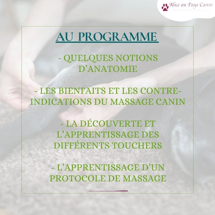 Atelier: apprendre à masser mon chien