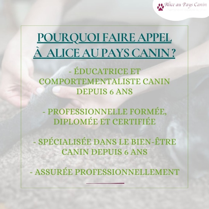 Atelier: apprendre à masser mon chien