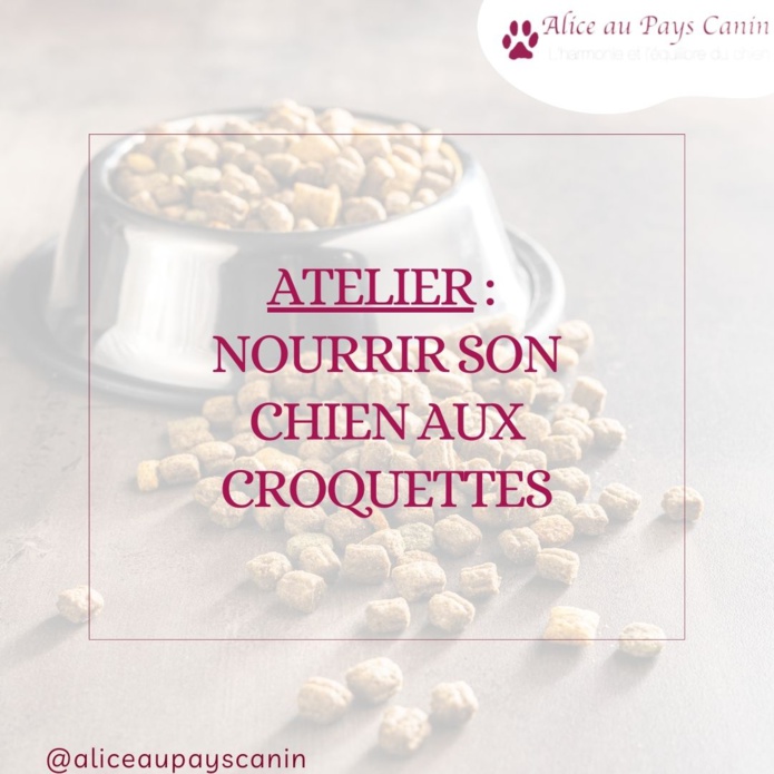 Atelier : nourrir mon chien aux croquettes
