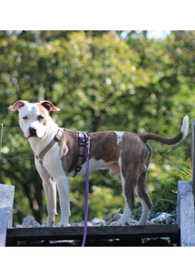 Promener son chien de catégorie dans le Calvados grâce à l'attestation d'aptitude