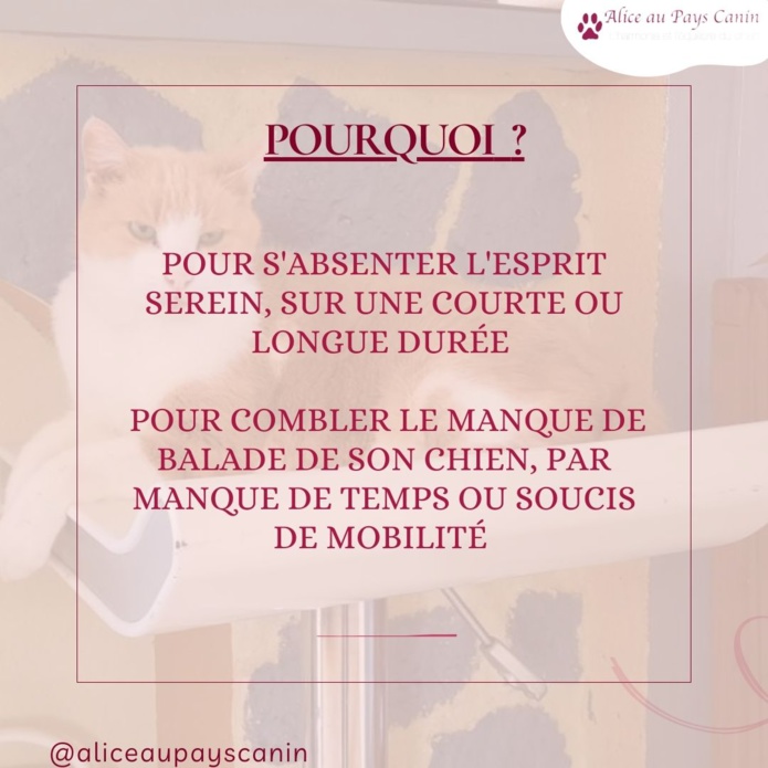 Pet-sitting : promenenades et garde à domicile