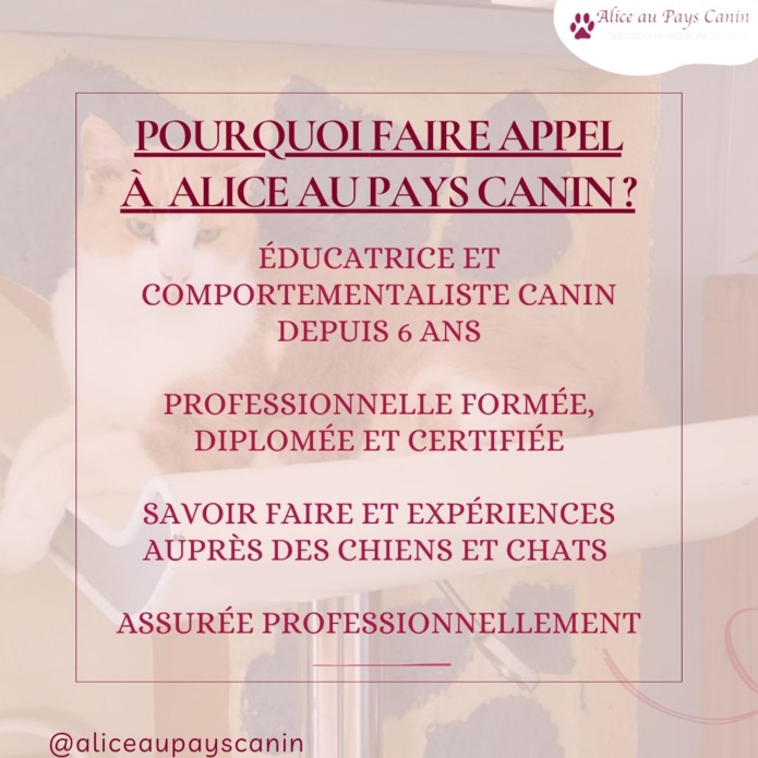Pet-sitting : promenenades et garde à domicile