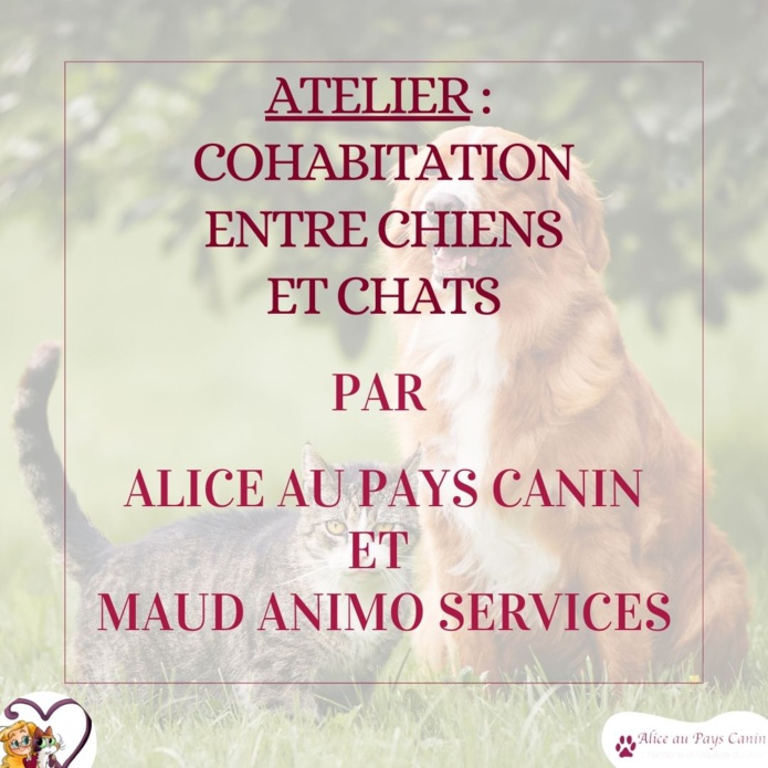 Nouveau : atelier spécial chien-chat !