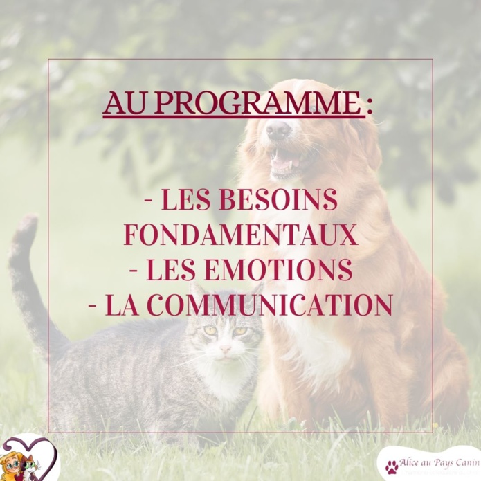 Nouveau : atelier spécial chien-chat !
