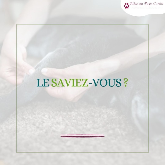 Faire masser ou apprendre à masser mon chien
