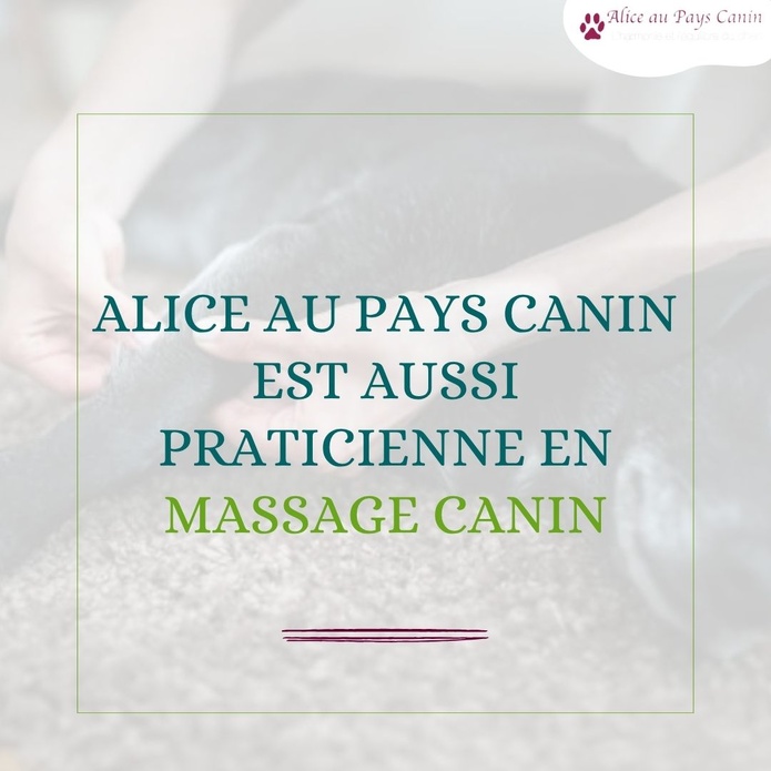 Faire masser ou apprendre à masser mon chien