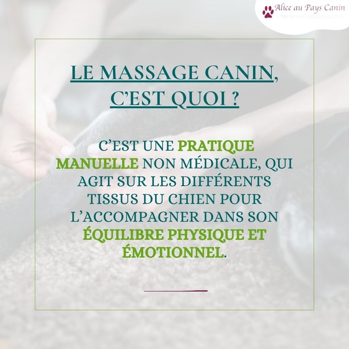 Faire masser ou apprendre à masser mon chien
