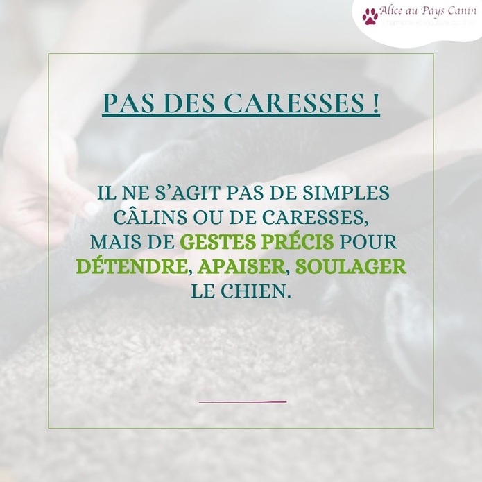 Faire masser ou apprendre à masser mon chien