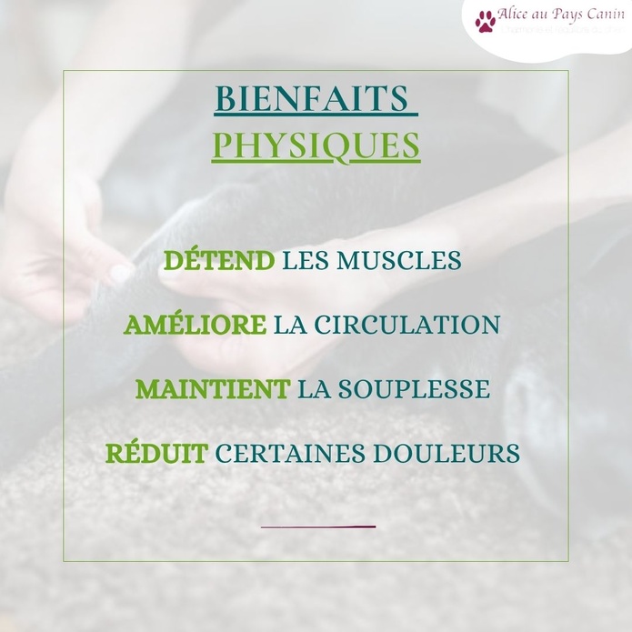 Faire masser ou apprendre à masser mon chien