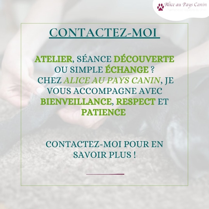 Faire masser ou apprendre à masser mon chien