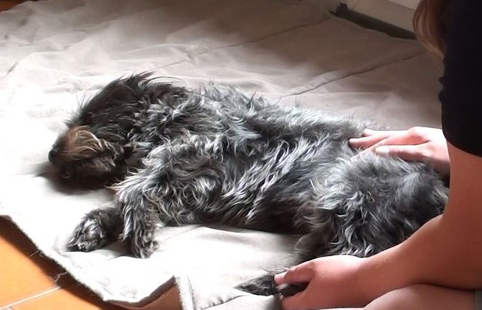 Moment de détente pour son chien à Caen, Falaise