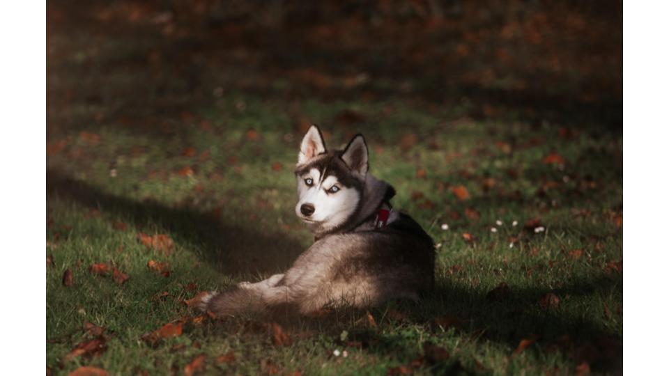 Bien choisir son chien avant de l'accueillir à Caen /Crédit photo : Cécile Schuhmann