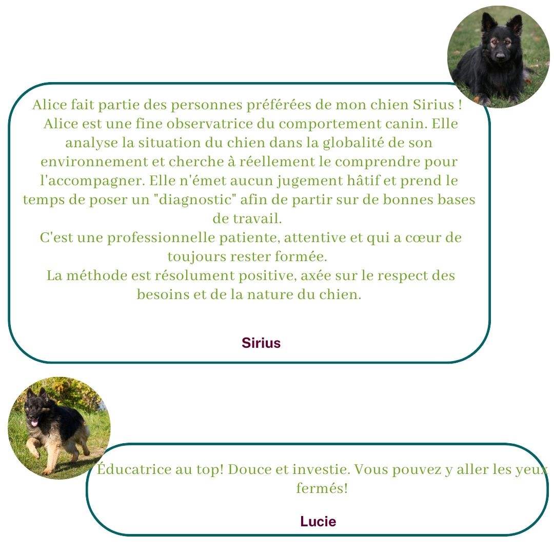 Ils témoignent sur leur expérience avec Alice au Pays Canin