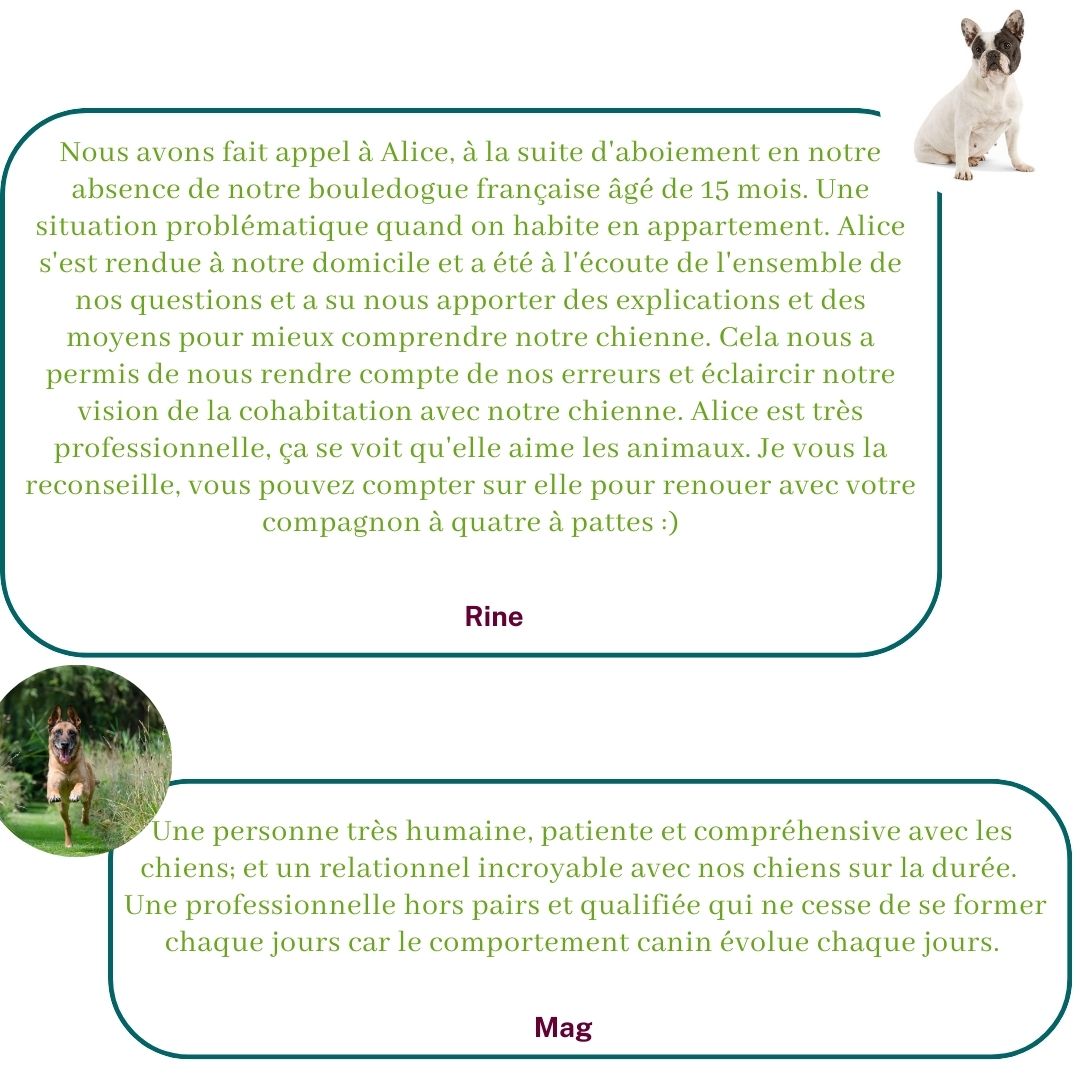 Ils témoignent sur leur expérience avec Alice au Pays Canin