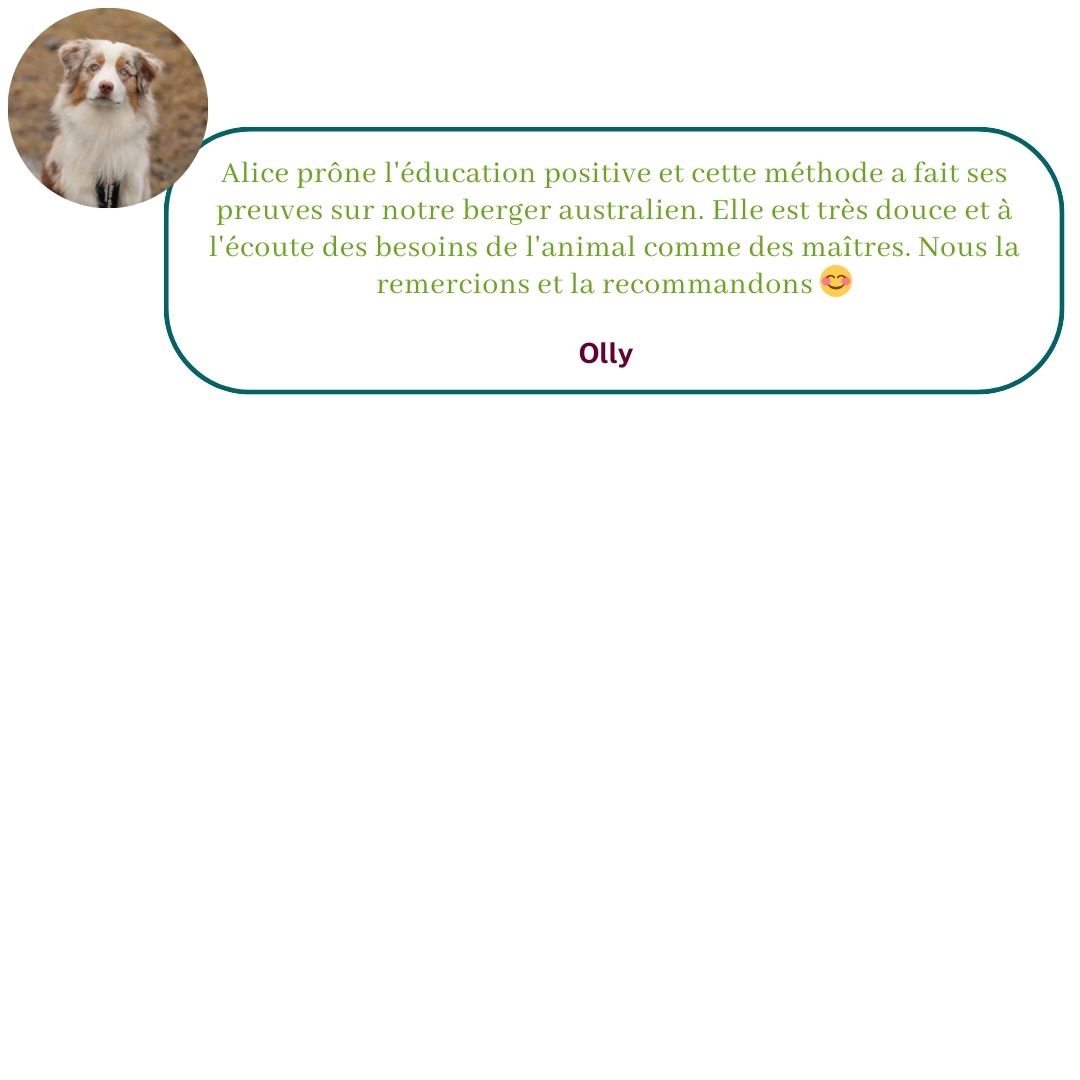 Ils témoignent sur leur expérience avec Alice au Pays Canin