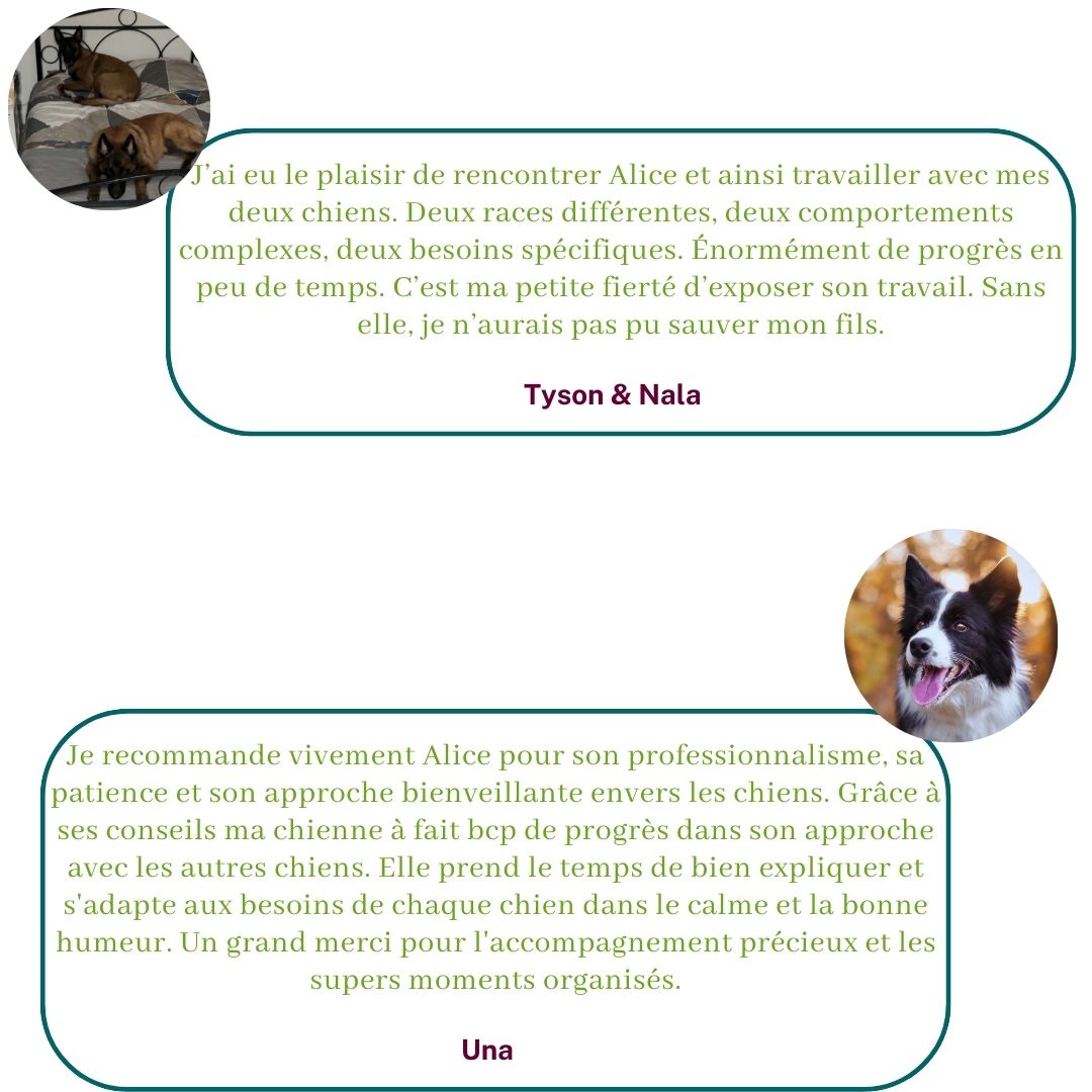 Ils témoignent sur leur expérience avec Alice au Pays Canin