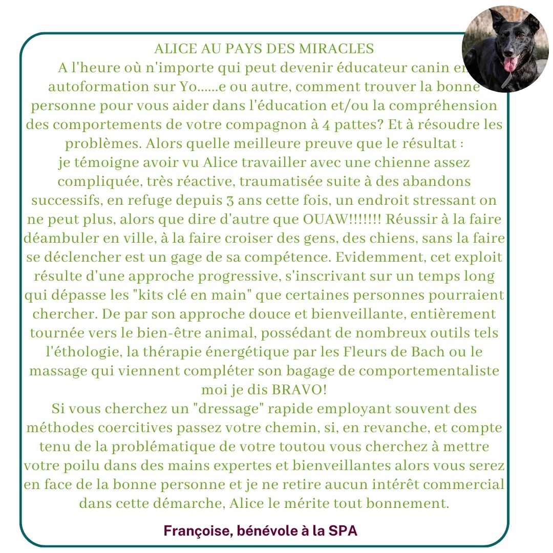 Ils témoignent sur leur expérience avec Alice au Pays Canin