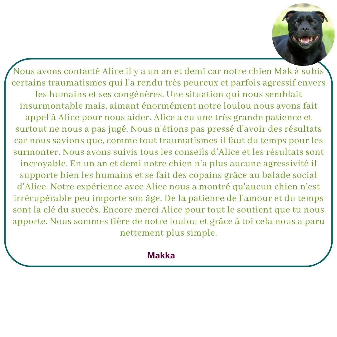 Ils témoignent sur leur expérience avec Alice au Pays Canin