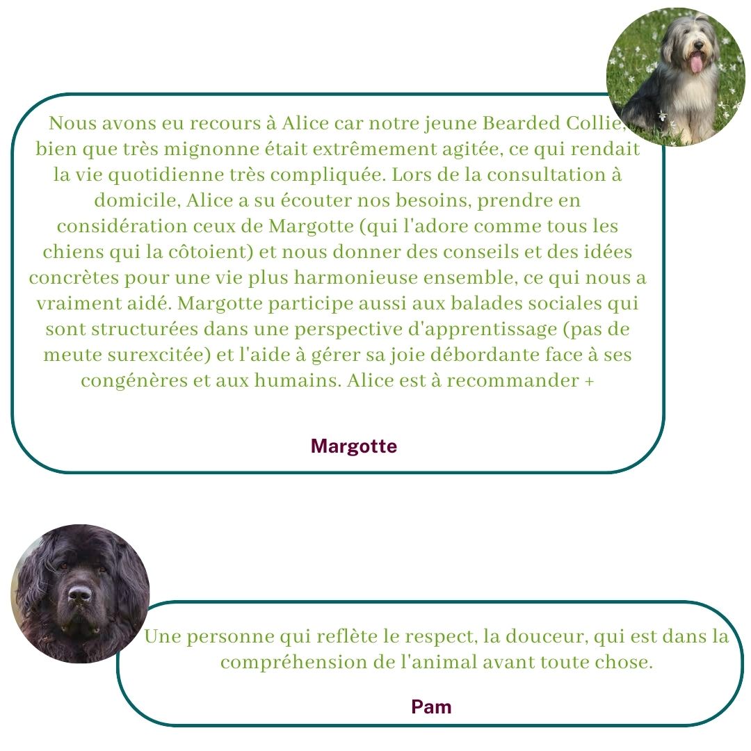 Ils témoignent sur leur expérience avec Alice au Pays Canin