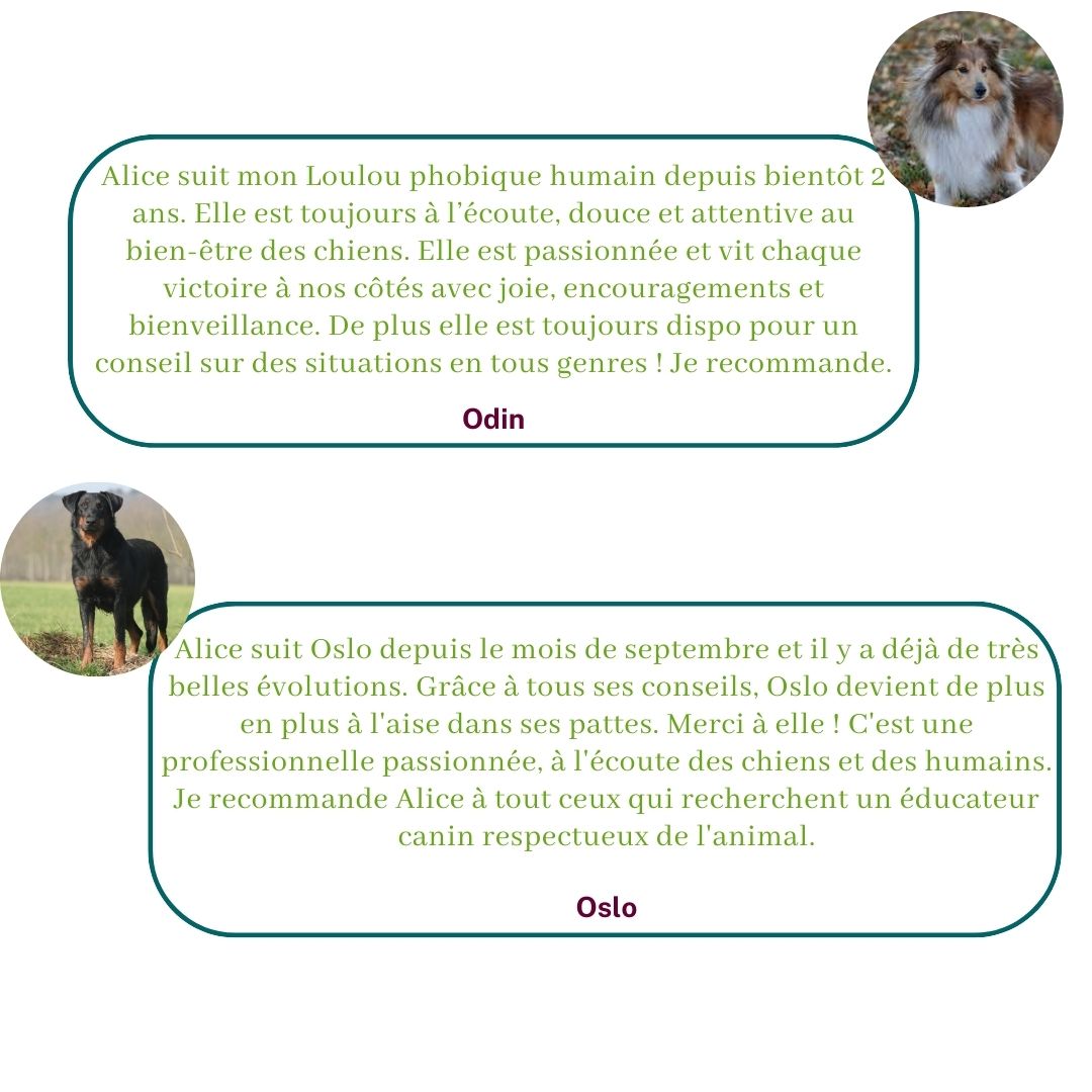 Ils témoignent sur leur expérience avec Alice au Pays Canin