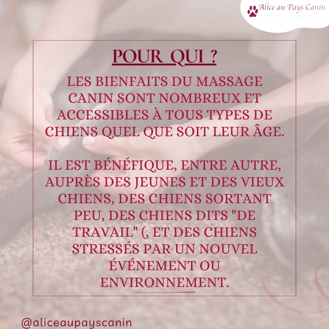 Le massage canin : un accompagnement au bien-être 