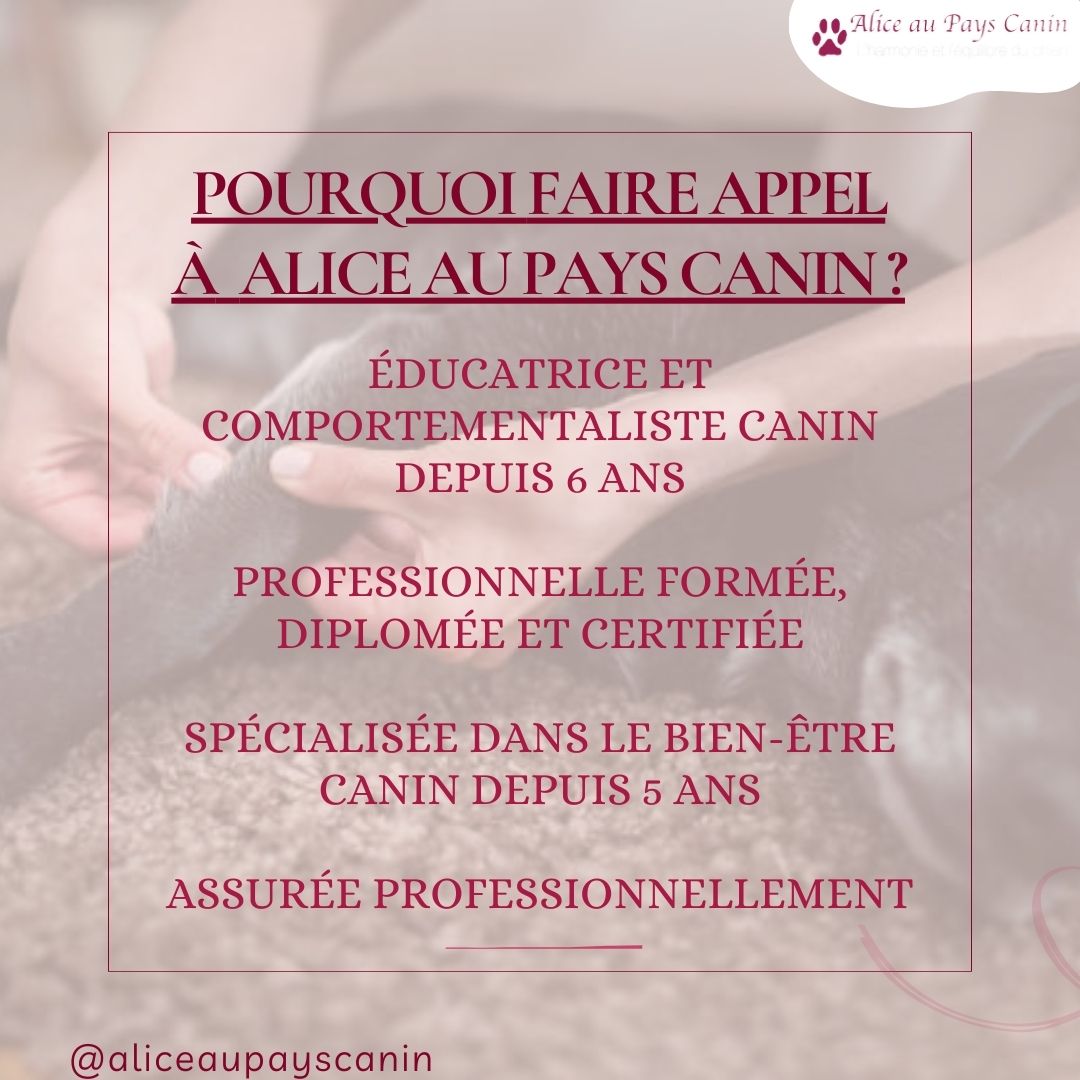 Le massage canin : un accompagnement au bien-être 
